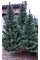 Ялинка Лита СОСНА, ЗЕЛЕНА 150 см.