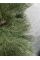 Ялинка Лита СОСНА, ЗЕЛЕНА 150 см.