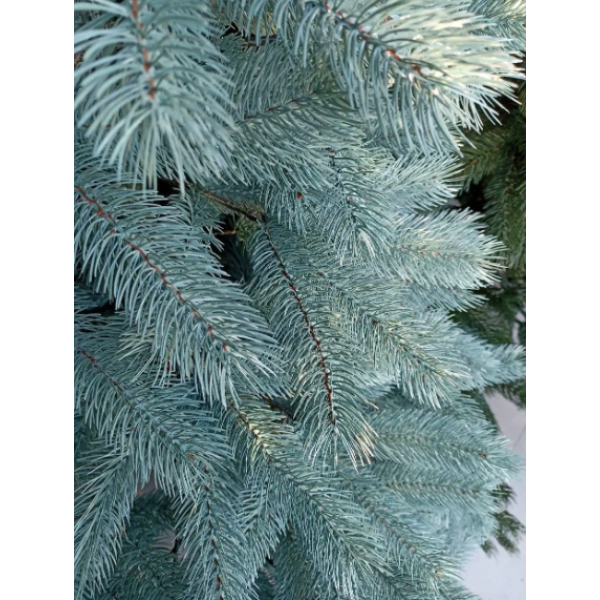 Ялинка Лита Буковельська, БЛАКИТНА, 180 см.