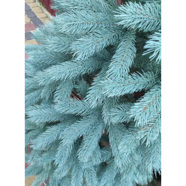 Ялинка Лита Буковельська, БЛАКИТНА, 180 см.