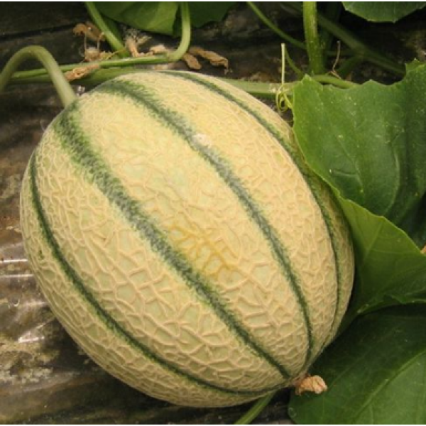 Насіння Диня Бест Джамбо  /Hale's Best Jumbo /  1г