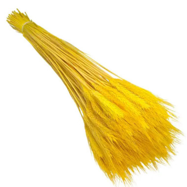 Колосок жовтий