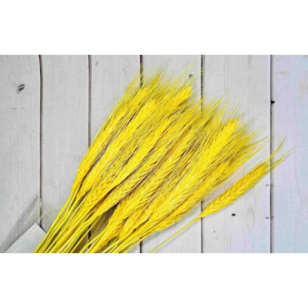 Колосок жовтий