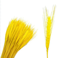 Колосок жовтий