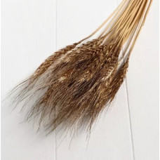 Колосок золотий